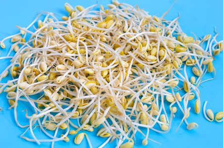Fresh soybean sprouts for cooking.の写真素材