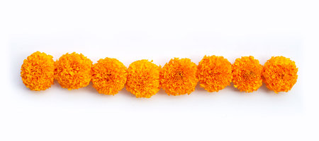Marigold flowers on white background.の写真素材