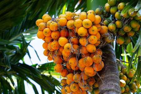 Betel nut, Tropical palm treeの写真素材