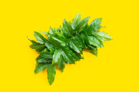 Fresh tiliacora triandra green leavesの写真素材