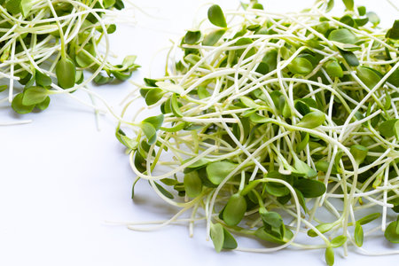Sunflower Sprout on white background.の写真素材