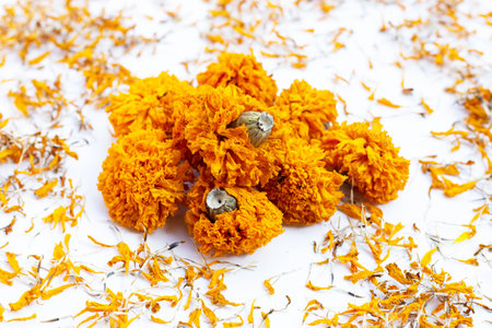 Dried petals of marigold flowerの写真素材