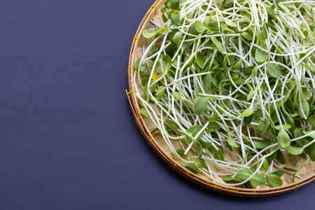 Sunflower Sprout on dark background.の写真素材