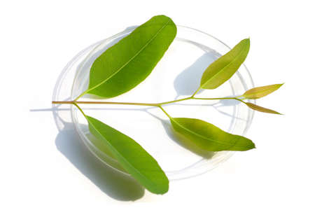 Fresh eucalyptus leaves in petri dish on white background.
