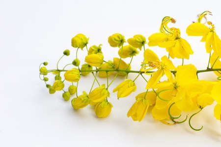 Cassia fistula flower on white background.