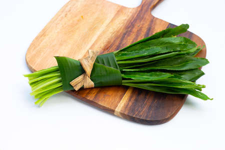 Fresh culantro or sawtooth coriander