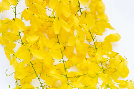 Golden shower or cassia fistula flower on white background.の写真素材