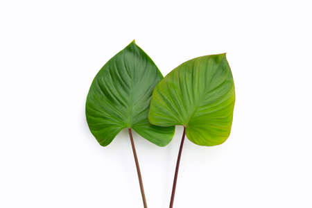 Green leaves of homalomena rubescensの写真素材