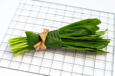 Culantro or sawtooth coriander on white background.の写真素材