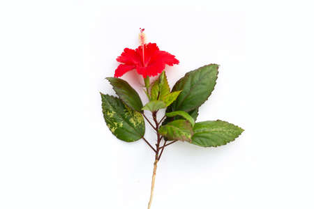 Hibiscus flower with leaves on white background.の写真素材