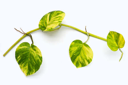 Golden pothos or devil's ivy leaves on white background.