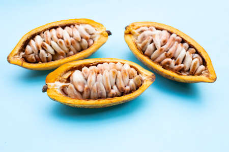 Cocoa fruit isolated on blue backgroundの写真素材