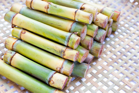 Sugar cane for planting on threshing basketの写真素材