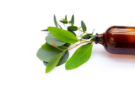 Green leaves of eucalyptus in essential oil bottle on whiteの写真素材