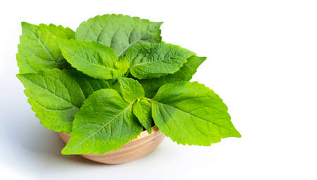 Tree Basil leaves (Ocimum gratissimum) on white background.