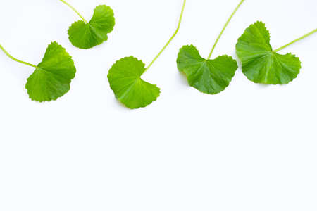 Fresh leaves of gotu kola on white background.の写真素材