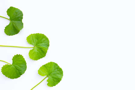 Fresh leaves of gotu kola on white background.の写真素材