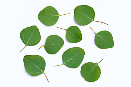 Fresh leaves of eucalyptus on white background.の写真素材