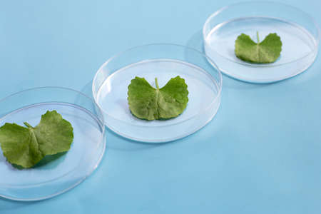 Fresh leaves of gotu kola in petri dishes on blue background.の写真素材