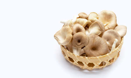 Fresh oyster mushroom in bamboo basket on white background.の写真素材