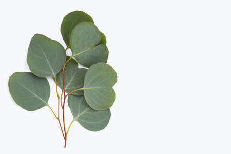 Green leaves of eucalyptus on whiteの写真素材