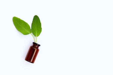 Sage leaves in essential oil bottle on white background.の写真素材