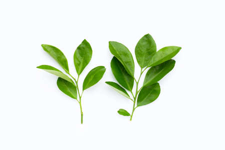 Citrus leaves on a white background. Top viewの写真素材