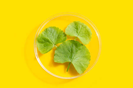 Fresh leaves of gotu kola in petri dish on yellow background.の写真素材