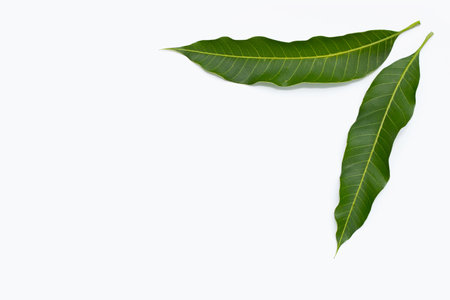 Mango leaves on white background.の写真素材