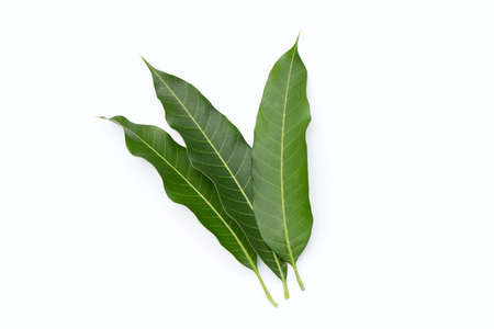 Mango leaves on white background.