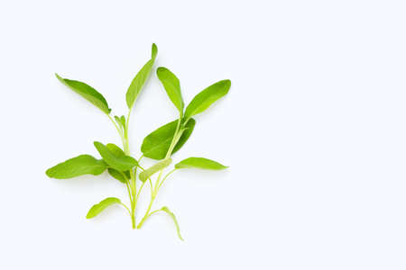 Sage leaves on white background.の写真素材