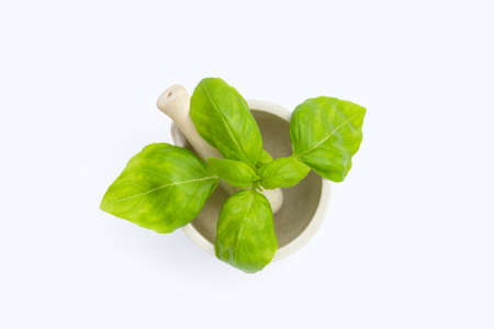 Basil leaves on white background.の写真素材