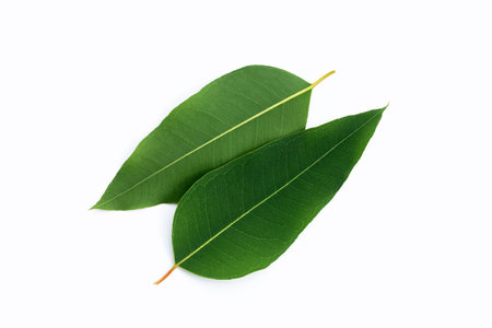 Eucalyptus leaves on white background.