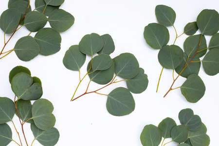 Green leaves of eucalyptus on white
