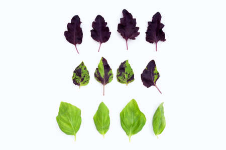Basil leaves on white background.