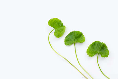Fresh leaves of gotu kolaの写真素材