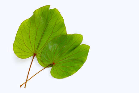 Bauhinia aureifolia or gold leaf bauhinia
