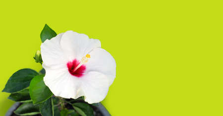 Hibiscus flower on green background.の写真素材