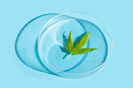 Cannabis plant, Fresh green leaf in petri dish on blue background