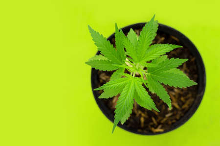 Cannabis plant, Fresh green leaves of marijuana on green backgroundの写真素材