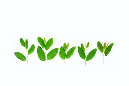 Eucalyptus leaves on white background.の写真素材