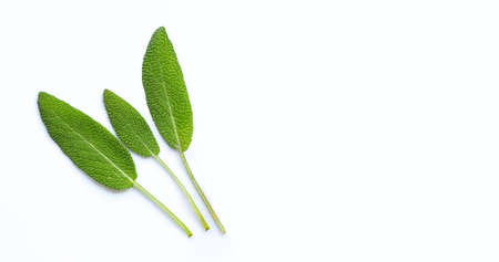 Fresh sage leaves on white background. Top view