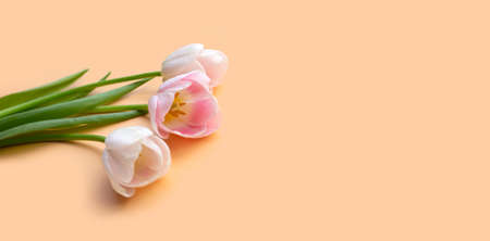 White pink tulips on orange pastel background.