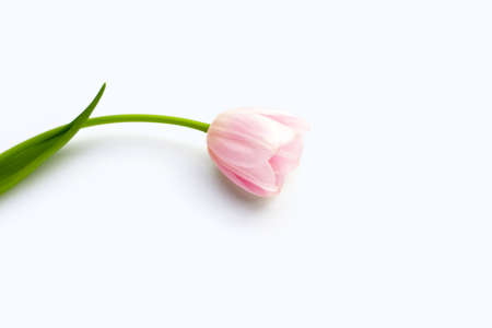 White pink tulip on white background.の写真素材