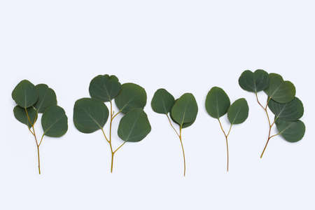 Green leaves of eucalyptus on whiteの写真素材