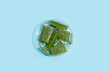 Aloe vera in petri dish on blue background.