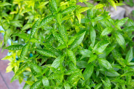 Fresh green Andrographis paniculata plantの写真素材