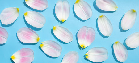 Tulip petals on blue background.の写真素材