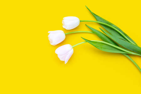 White pink tulips on yellow background.の写真素材