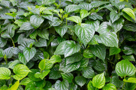Fresh leaves of wild betelの写真素材